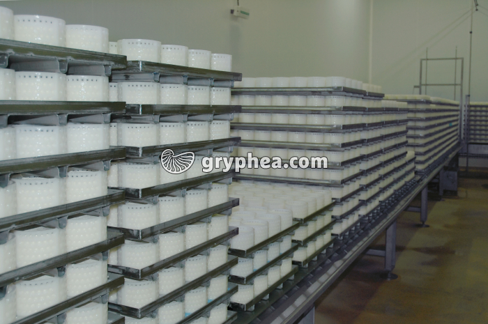 Fabrication du fromage - Salle d'égouttage des faisselles - gryphea.com